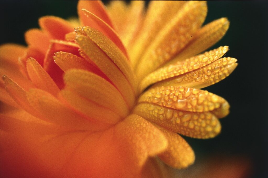 MG Naturkosmetik Calendula Blüte nah